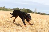 BEAUCERON - PUPPIES 027